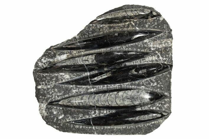 Polished Fossil Orthoceras (Cephalopod) Plate - Morocco #341358